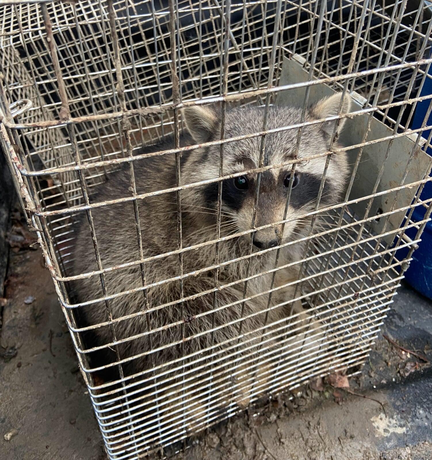 NUISANCE WILDLIFE SERVICES